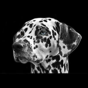 Meet your Posher, Ramon